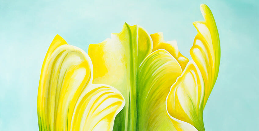 Single Tulip - slideshow