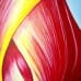 Closed Tulip - original detailed view