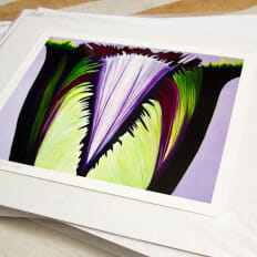 Purple Fringed Tulip - print