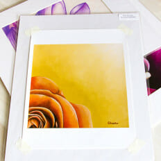 Sun-Drenched Rose - print