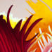 Large Fringed Tulip No. 2 - original detailed view