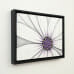 African Purple - original left
