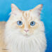 Frisky, the Kitty - original pet portrait