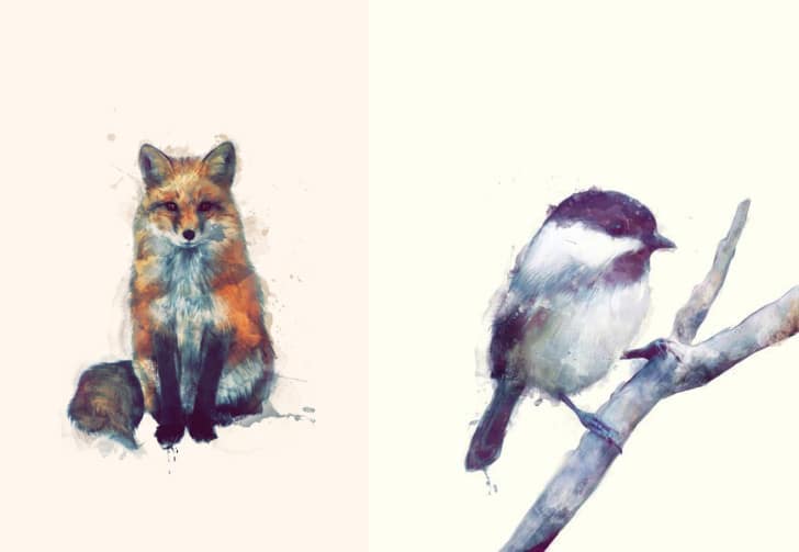 Illustrations "Fox" and "Bird//Trust" by Amy Hamilton