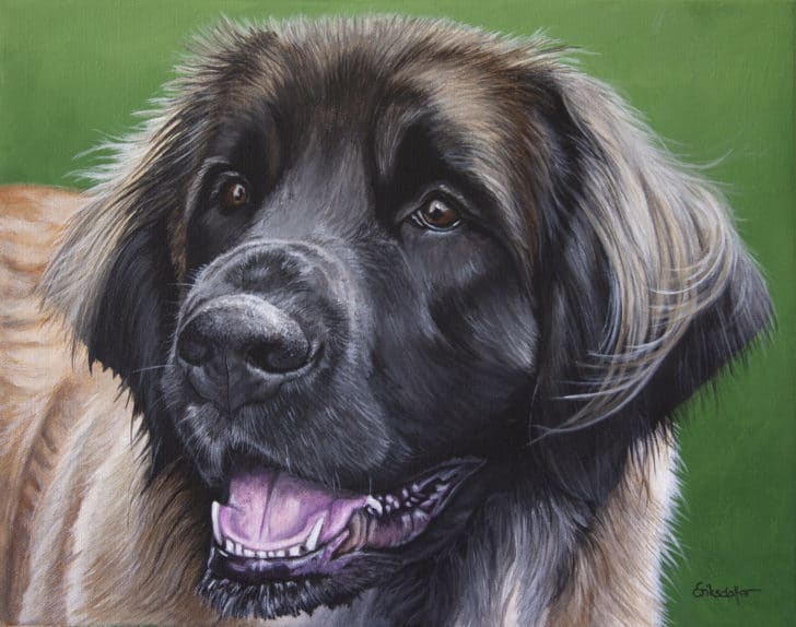 A pet portrait of Elsa by Erica Eriksdotter A pet portrait of a Leonberger dog by Erica Eriksdotter