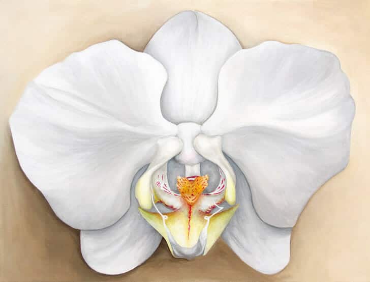 Lara's Orchid - original front