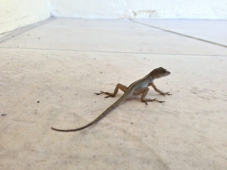 Our balcony friend