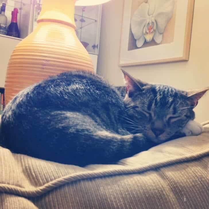 Rasmus and Lara's Orchid - limited edition