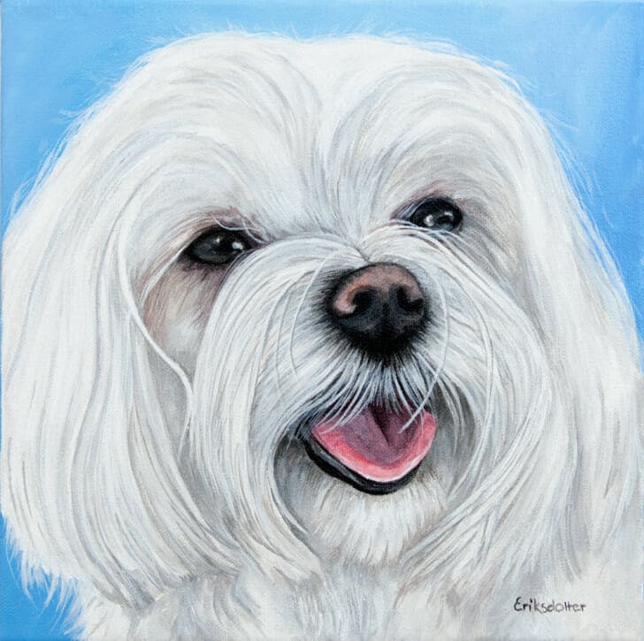 Lucy, the Maltese - original pet portrait by Erica Eriksdotter, front