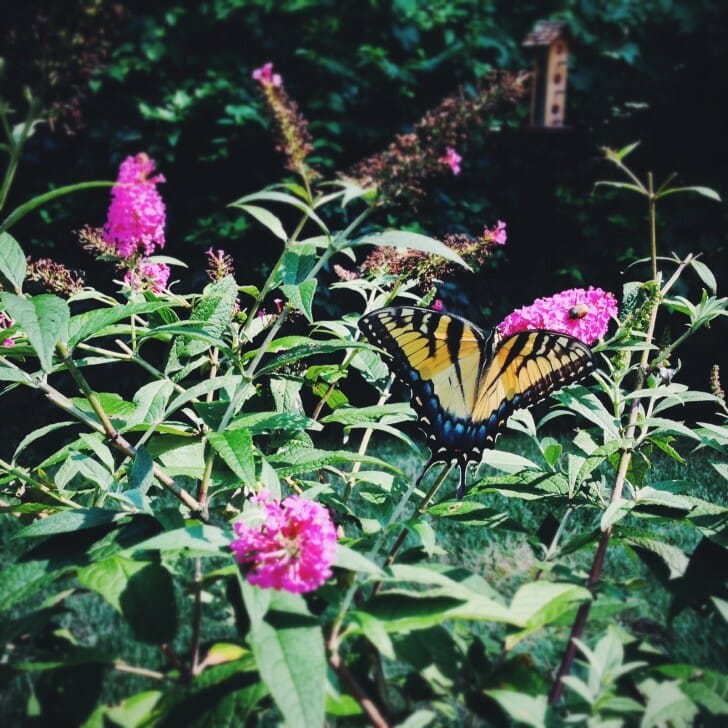Butterfly bush July 2013