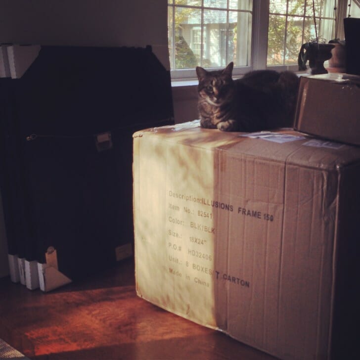 Lola and art shipment
