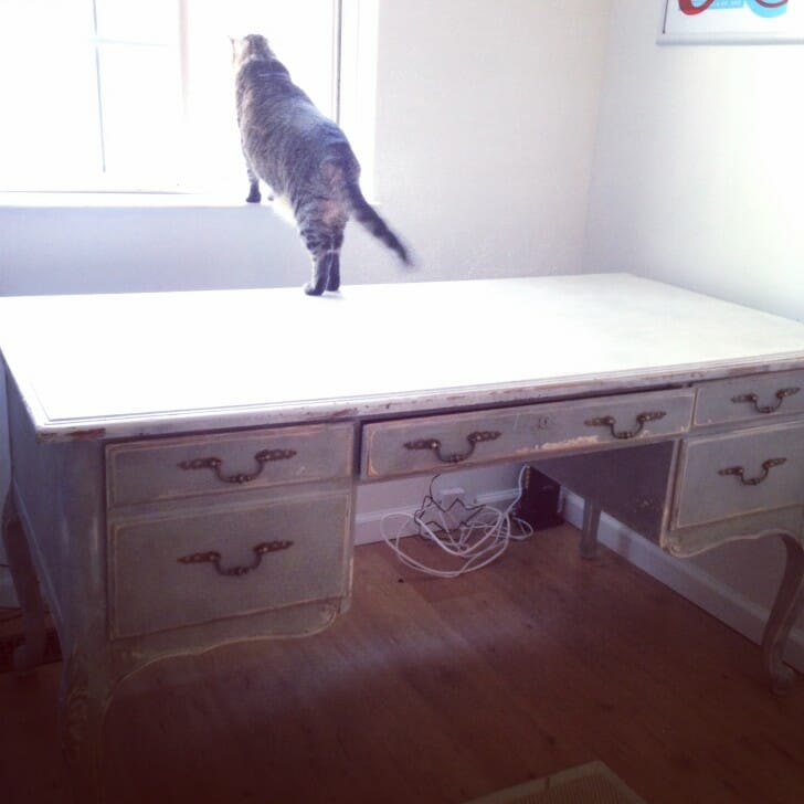 Lola taking one last stand on the desk