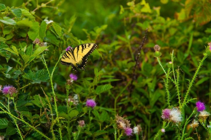 Butterfly - photo by Casey Collings