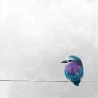 Mr. Purple_625
